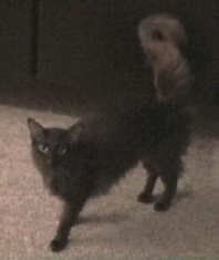 Picture of Arwen waving her tail 1