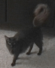 Picture of Arwen waving her tail 2