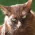 Picture of Arwen and link to Arwens pages